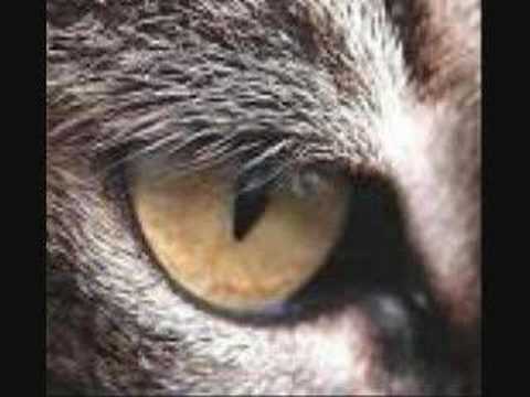 lioness 4