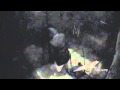 Police Video of Alleged Dog Abuse-DNAinfo