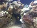 videos de clown fish and pink tip anenome