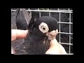 УЗБЕКСКИЕ ГОЛУБИ