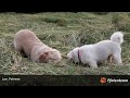 Lani, Pekinese 01
