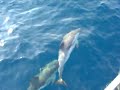 THE AMAZING DOLPHINS OF AGIO OROS,FILMED BY THEO THE AMAZING DOLPHINS OF AGIO OROS,FILMED BY THEO
