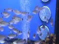 AQUAPICANCO - Tetra Moenkhausia