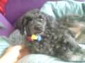 Pippin