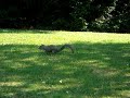 squirrel.html