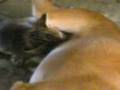 dog and cat