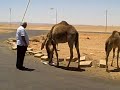 Baby Camel and Family at Filling Station in Sinai Desert