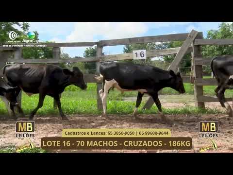 528� LEIL�O VIRTUAL MB LEIL�ES