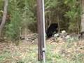 New Jersey Black Bear