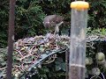 Sparrowhawh plucking Sparrow_6