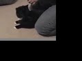 Rocky takes inhaled medications