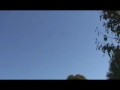 Hawk Attack in Brooklyn!