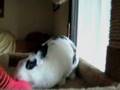 A Rabbit ...