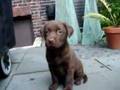 Adorable Chocolate Lab Puppy Posing on the Patio 7 Weeks Old