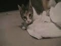 Whatzit Doing? Crazy Kittay Whatzit Doing? Crazy Kittay