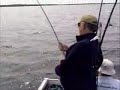 2004 trout 2004 trout