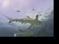 Walkers Cay Shark Rodeo Walkers Cay Shark Rodeo