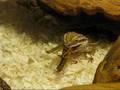 Zoey (vs) Locust 3rd