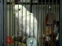 Trinidad-Goffins cockatoo does a neat trick Trinidad-Goffins cockatoo does a neat trick