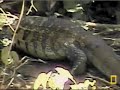 Water monitor lizard 1 Water monitor lizard 1