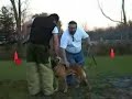 Proffessional Dog Trainer Dave Mcmahon, Protection Dog Cimba Proffessional Dog Trainer Dave Mcmahon, Protection Dog Cimba