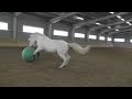 Lipizzaner Stallion Faktor Playing
