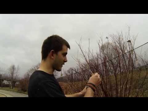 how to transplant red osier dogwood