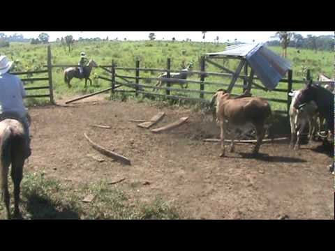 trabajando ganado en finca vidal