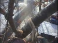 Oak Tree Removal