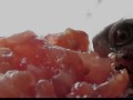 Turtle Eating Tomato