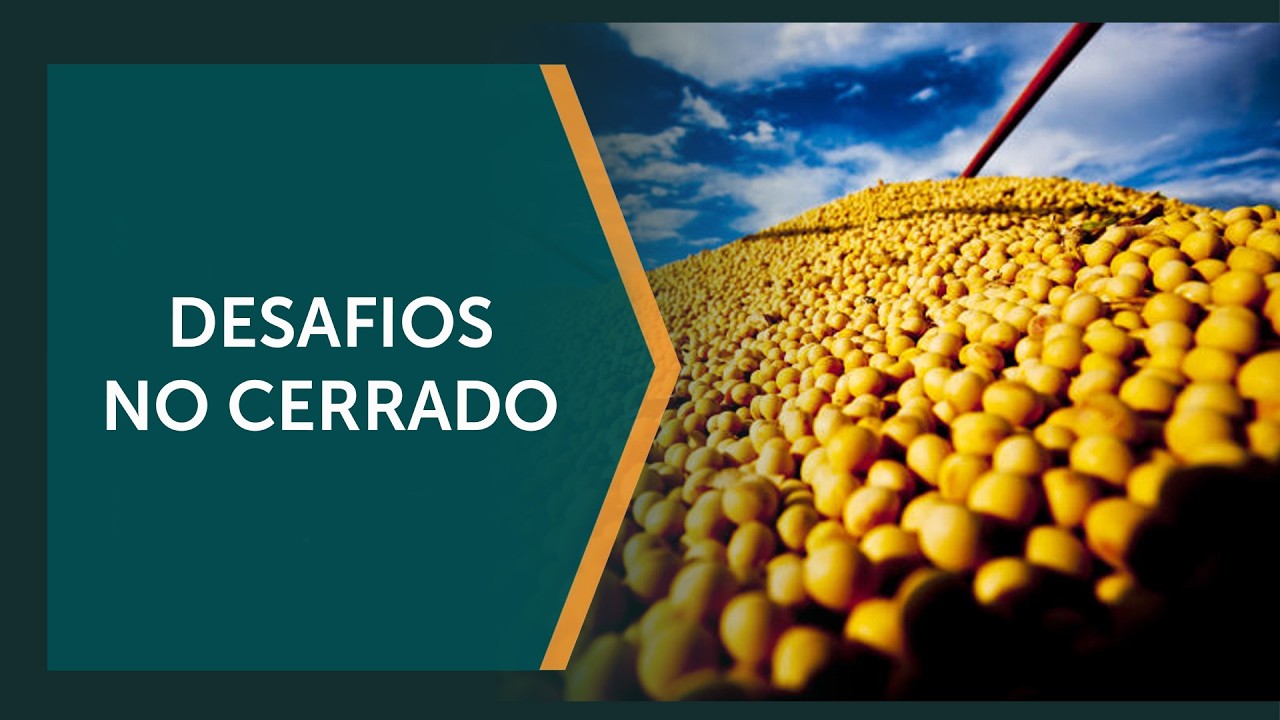 Adversidade do clima requer precisão no manejo