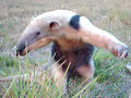 Tamandu� mirim no pantanal da nhecol�ndia