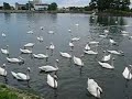 Cygnes