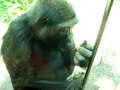 Monkey Eats Poo