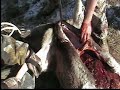 how to field dress (gut) a deer
