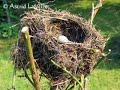 b�nabar est un auteur de chansons populaires en fran�ais d�crivant pour la plupart des faits de la vie quotidienne ou des traits de la soci�t�.

la description impitoyablement pr�cise de ces petits �l�ments qui font de la vie quotidienne ce qu'elle est, constitue le fil conducteur de la plupart des chansons de b�nabar.
les sujets sont : les copains, les filles, l'amour, la mort, etc. b�nabar utilise la simplicit� des sujets des textes qu'il compose pour cr�er une identification apte � toucher l'auditeur. cette chanson 