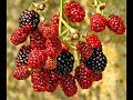 Arakl? Ne S?caks?n www.arakli.gen.tr & Arakli.biz