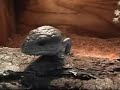 Tuck and Tybo the blue tongue skinks
