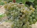 Trebinje - Carski vinogradi podruma \"Vukoje\"