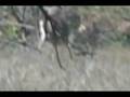 Buck2_0001.wmv