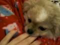 videos de Evil Finger Biting Cute Adorable Evil Mollie