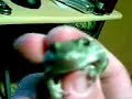 Frogbert Frogbert
