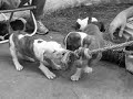 Spa Dog Company - Puppies from Kirra x TAZ (45days)