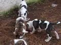 um pequeno v�deos dos filhotes de kirra x taz. neste v�deo eles est�o com 45 dias de vida.

a little movie about puppies from kirra and taz. just to remember that they was born only 45 days ago in this movie.