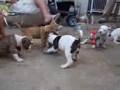 Spa Dog Company - Puppies from Kirra x TAZ (45days)