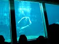 Weeki Wachee Mermaid show