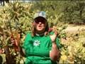 videos de Prickly Pear Mania
