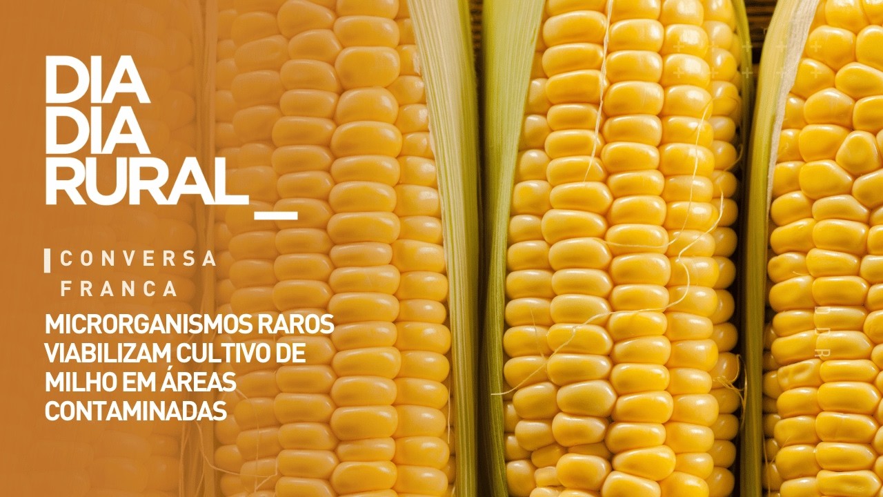 Microrganismos raros viabilizam cultivo de milho em áreas contaminadas
