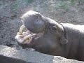 hipopótamo pigmeo con hambre hipopótamo pigmeo con hambre