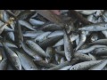 Climate Change in European Marine Ecosystems - Fishermen in South Italy - CLAMER